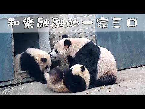 《熊貓早晚安》冬日暖陽下的“熊”家三口 | iPanda熊貓頻道