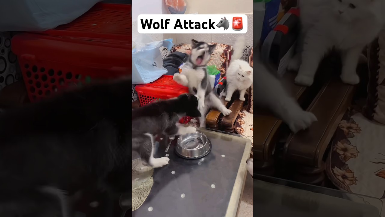 Husky Almost Attack 😨 🚨