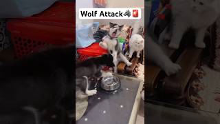 Husky Almost Attack  #shorts