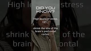 Cracking the Code of High Stress: Understanding, Coping, and Thriving 🌪️ Wealth