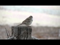 Lark Sparrow singing