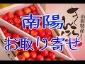 南陽さくらんぼ販売。お中元果物ギフトの通販！山形さくらんぼの大粒品種。Nanyo Japanese cherry