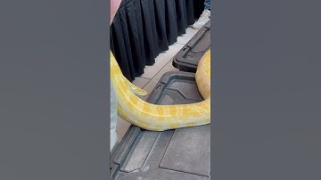 Photo assignment: reptile show featuring this albino Burmese python. #bigsnake