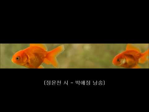 정윤천 시 박애정 낭송 어디 숨었냐 사십마넌