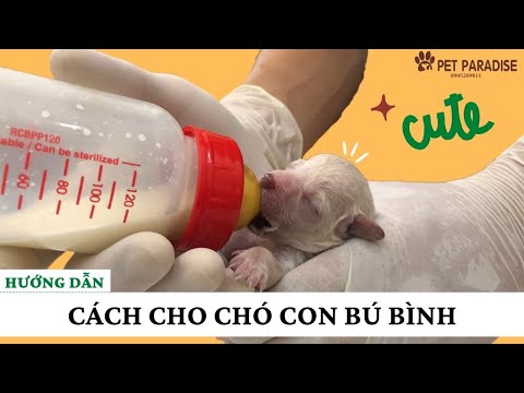 Video: Lấy một con chó con trên một chuyến đi xe dài