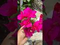 বাগান বিলাস ❤️💚🌿 #shorts #trending #flowers #garden #viralshort #youtubeshorts #shortsvideo