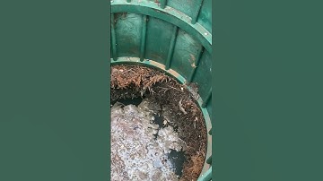 Roots Infiltrating A Septic Tank #shorts #plumbing #home #realestate