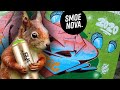 Squirrel 🐿 GRAFFITI with acorns | KIER, CROW & SMOE rocking the park