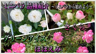 ミニバラ品種紹介 薔薇を始めるならミニバラから Youtube