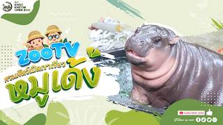 🔴 Live! Moo Deng | 7-6-2026 , 00:00 | Zoo TV สวนสัตว์เปิดเขาเขียว