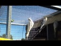Cockatiels in Outdoor Aviary