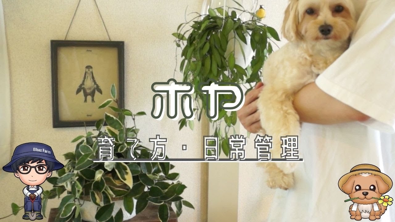 ハンギングにおすすめの観葉植物 ホヤの育て方 日常管理 Youtube