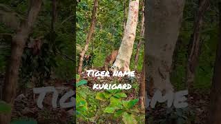 Biggest Tiger In India