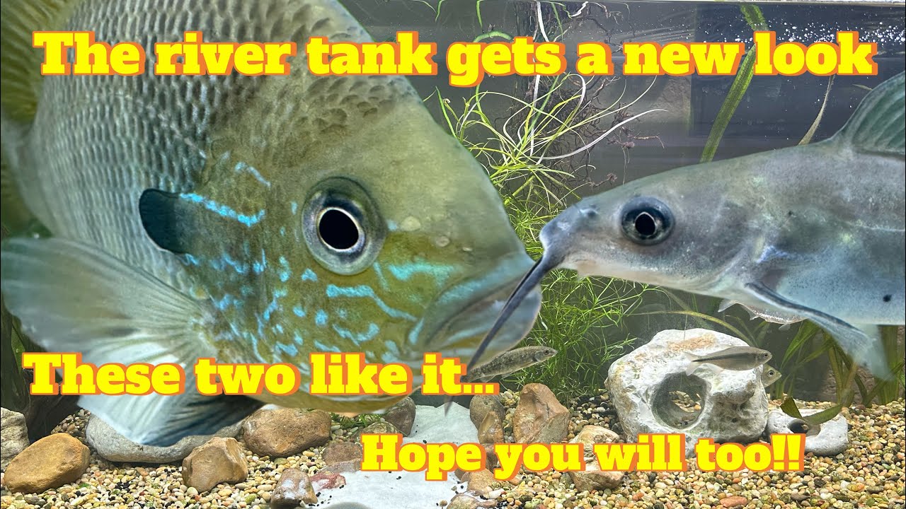 It’s another makeover!!!  Prepping the river tank for new fish!!! 