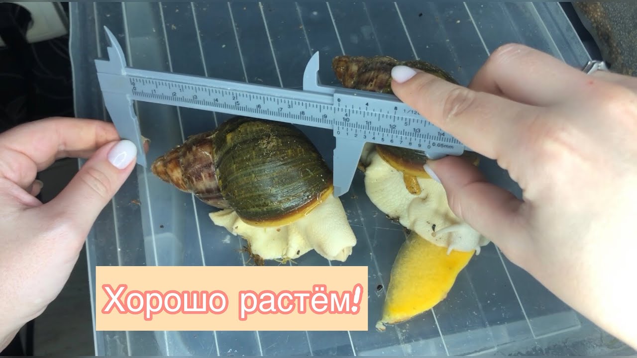 Архахатина Бенин|Архахатина маргината овум