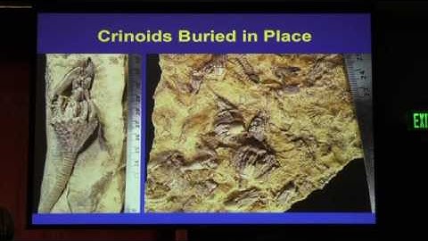 Fossil Crinoids from Ancient Ocean of the Teton by Forest Gahn BYU