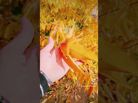 أصالة نصري قلبي ياقلبي مشتقلك تعال