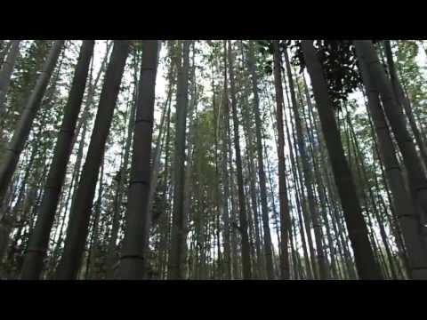 Видео: Бамбуковата гора на Киото: Пълното ръководство