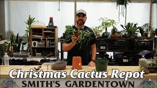 Christmas Cactus Repot