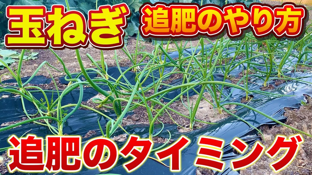 玉ねぎ の 追肥 時期