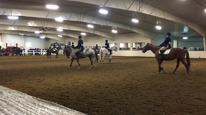 1/30/2016 IHSA Show at Findlay  Amanda Accordino, ...