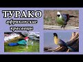 ТУРАКО - Африканские красавцы