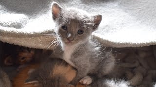 'Poor 子猫 kitten abandoned' 9 month old Koneko Moments