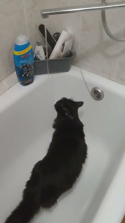 кот пьет (не водку и не алкоголь😅) #cat - YouTube
