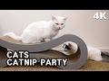 [4K] CATS CATNIP PARTY