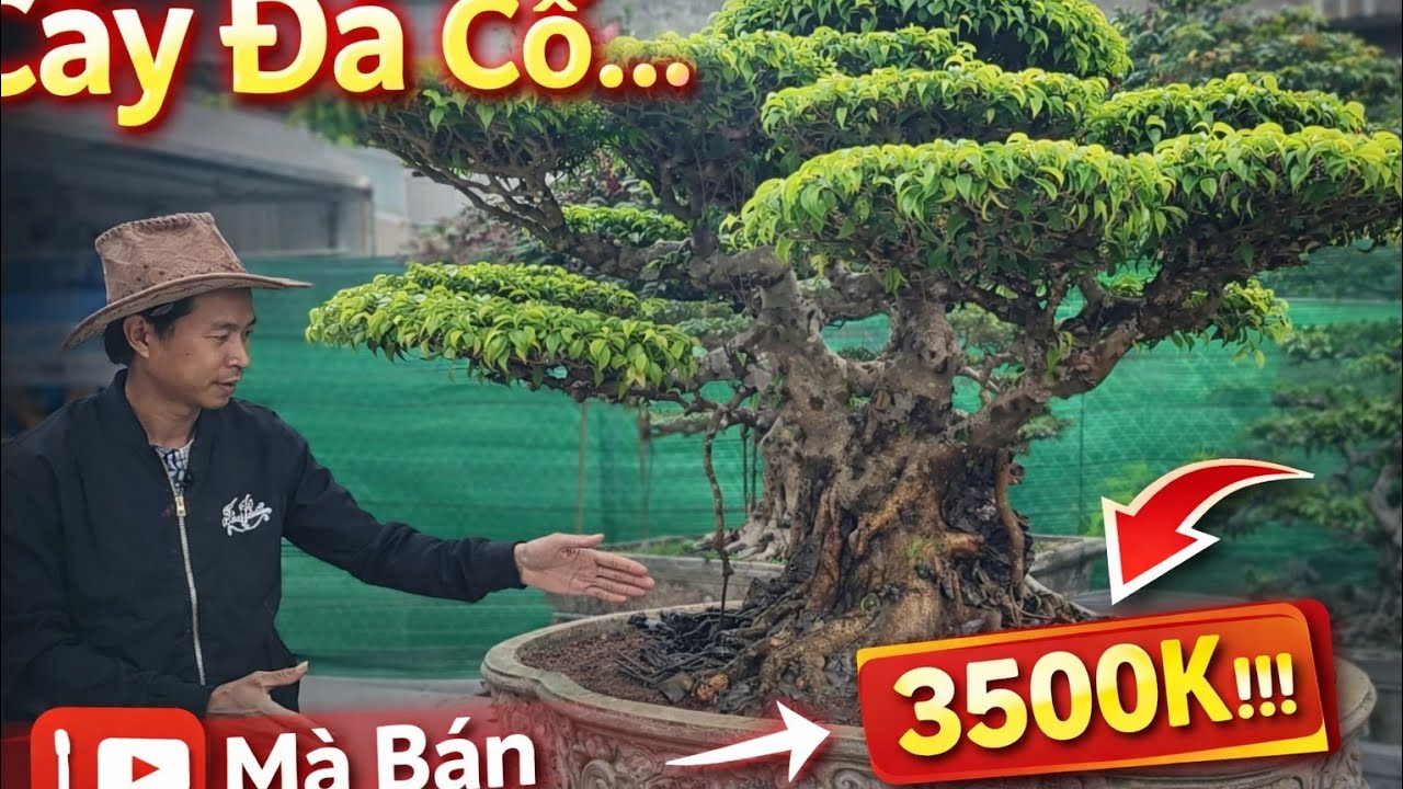 Nghệ Nhân công Đá Tư Duy cho chợ Cầu Đôi 2 Tác phẩm 3 Thân . Lh / 0399423885.