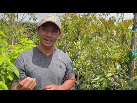 ผลสลากกินแบ่งรัฐบาล วันที่ 1 พย. 2567