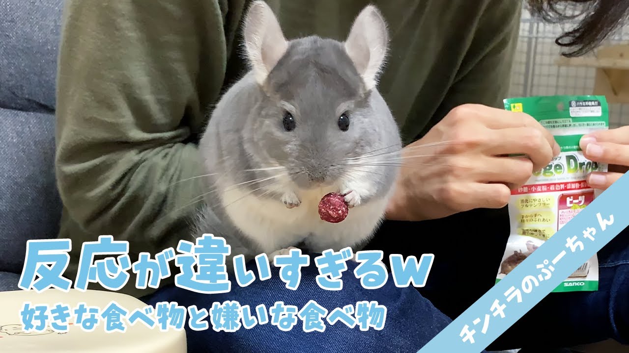 好きな食べ物と嫌いな食べ物の時のチンチラの反応の違いが面白すぎる Funny And Cute Chinchilla Youtube