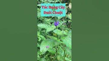 Tác Dụng Cây Đuôi Chuột #phongthuysu #caythuoc