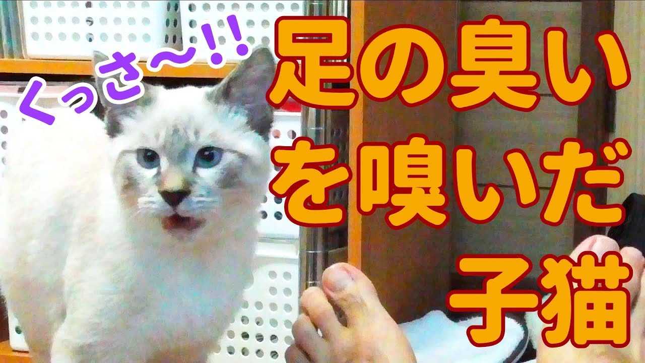 くっさ 飼い主の足の臭いを嗅いで悶絶する子猫 フレーメン反応 Youtube