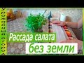 РАССАДА САЛАТА БЕЗ ЗЕМЛИ!!!