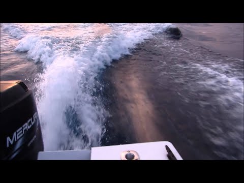 Killer Whales Chase our Boat near San Diego Bay || ViralHog
