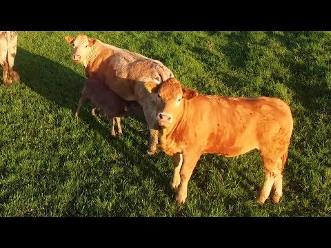 Curious cow fascinated by low flying drone in her meadow
