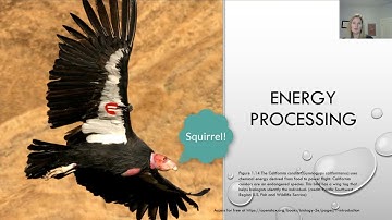 1.2 Themes and Concepts of Biology