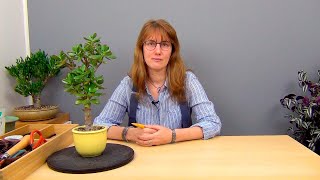 видео: Бонсай из крассулы вариант 2 (ч.1). картинка: Бонсай из крассулы вариант 2 (ч.1).