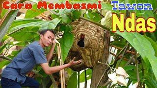 Cara membasmi tawon ndas (vespa affinis)