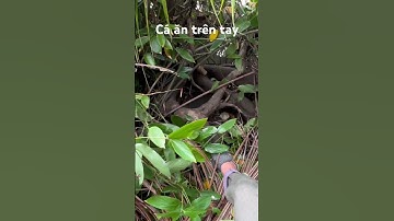 Câu cá rô đồng nhiều quá #câucárôđồng #thápmườiquêtôi #caucaro