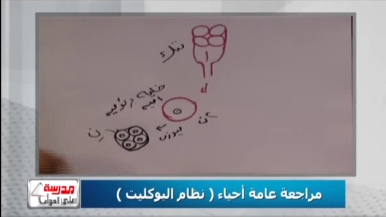 أحياء 3 ثانوي رسومات الأحياء رسمة 8 من 31 مراحل نضج المتك أ أمل منير أ حسن محرم Youtube