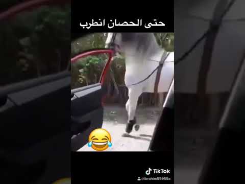 دقلي بس دقلي حصان منطرب