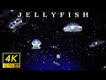 Floating Dreams｜8 Hours of Jellyfish with Underwater Sounds & Ambient Music [4K]