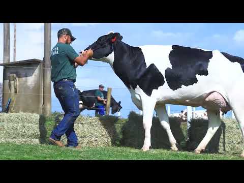 LOTE 46 DELETOPI DARLA 338 JOSUPER