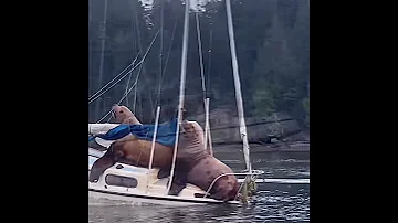 Тюлени на яхте 😀