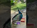 I Finally Caught a Peacock Showing Off… From the Wrong Side 😅🦚