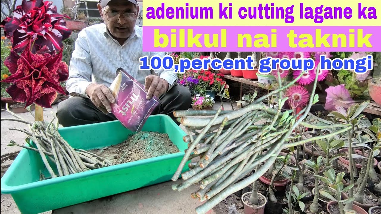 Adenium ki cutting lagane ka bilkul nai taknik 100% Gro Hogi