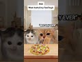 My happiness disappeared in 4 days 💀#catmeme #dadlifematters #relatable