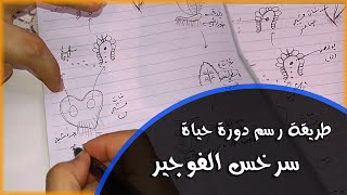 طريقة رسم دورة حياة سرخس الفوجير